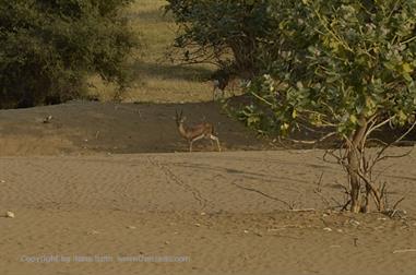 03 Camelride,_Sanddunes,_Kuri_DSC3421_b_H600